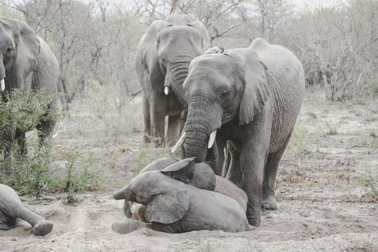 a group of elephants in the dirt