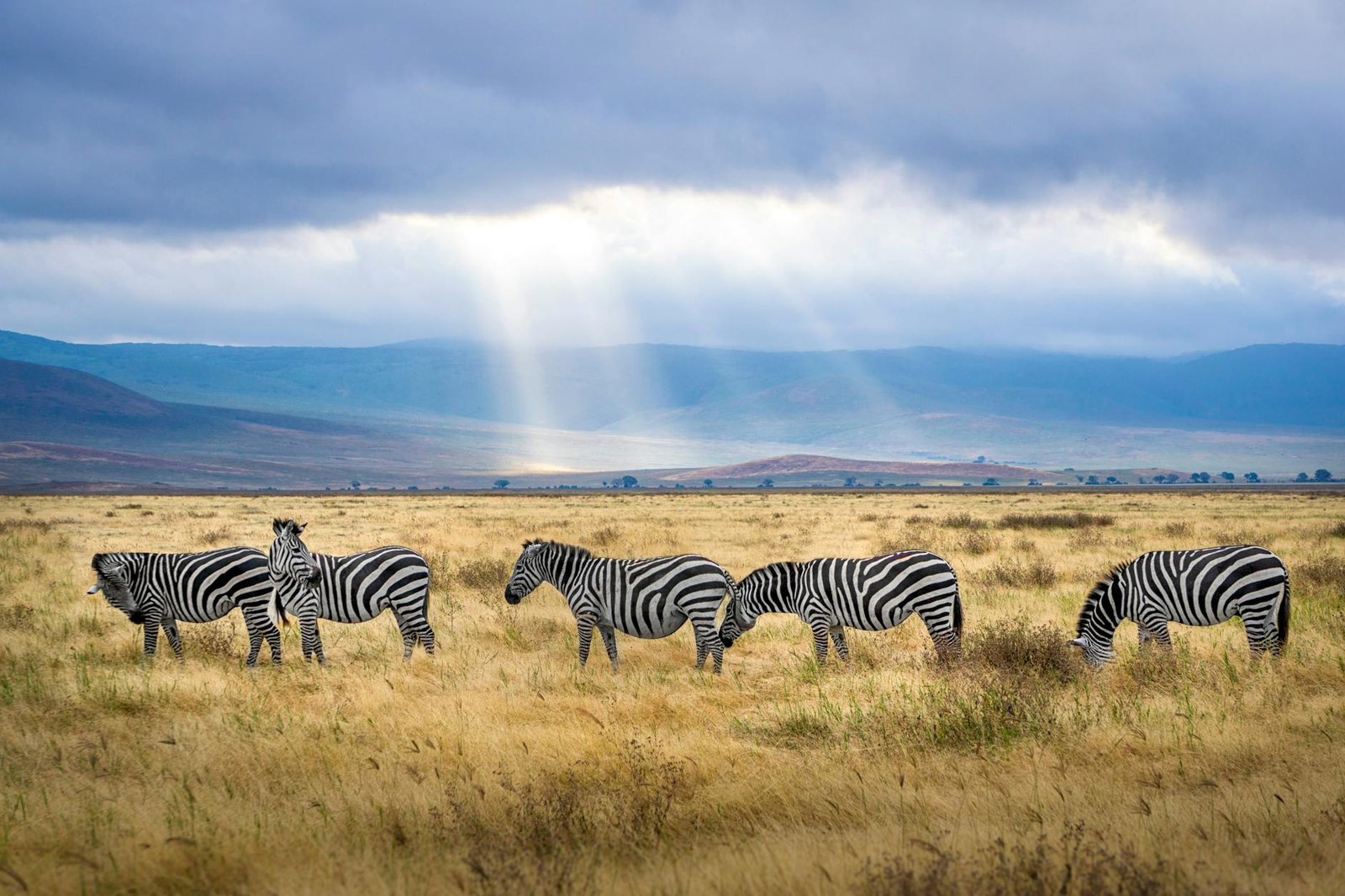 photo/five-zebra-grazing-on-grass-field-