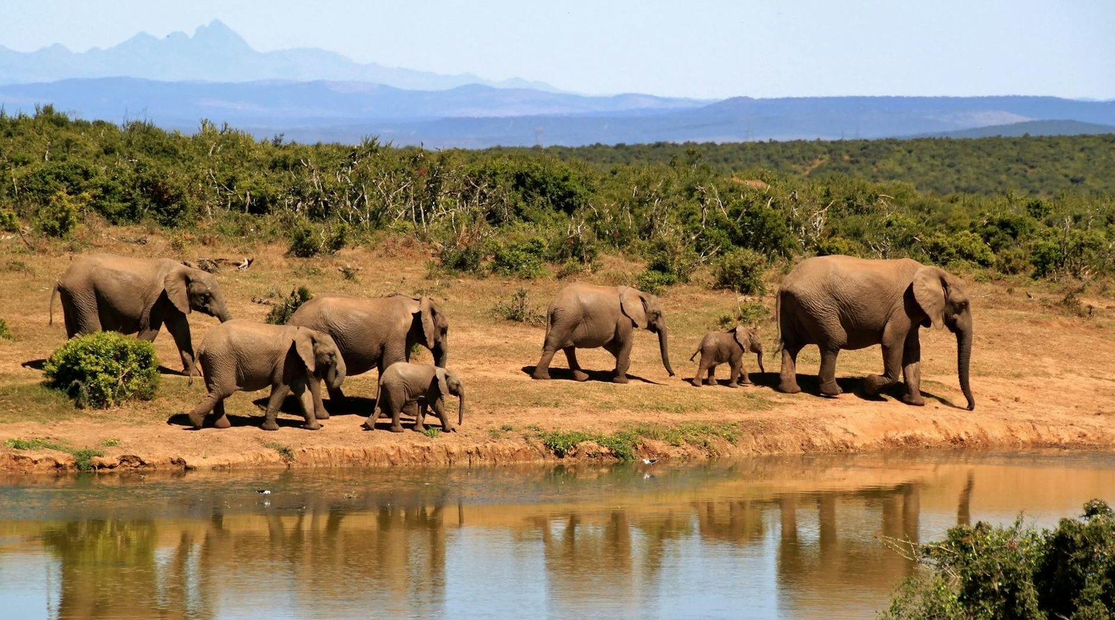 a group of elephants walking near water