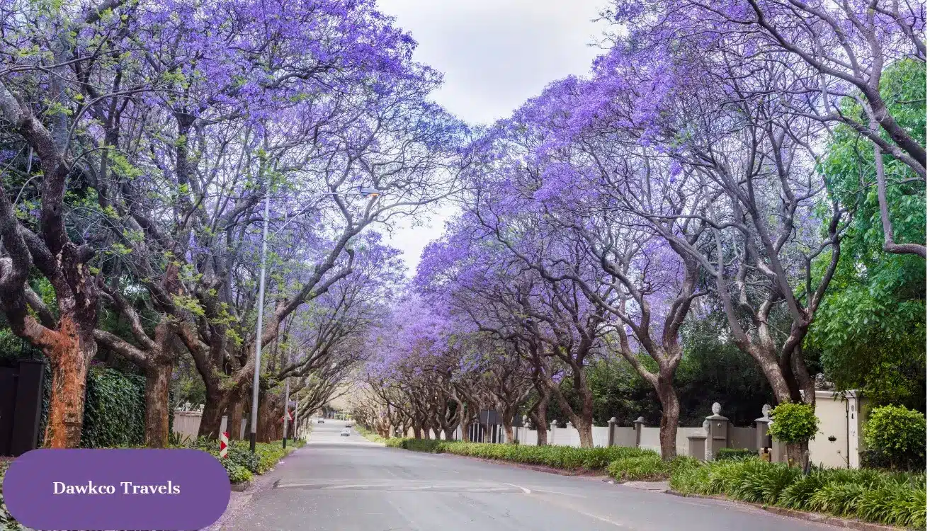 Best time to Visit Spring Season Jacaranda trees in Sandhurst Pretoria